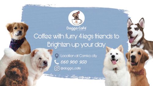 金边狗狗爱好者咖啡店Doggo Café-柬之窗