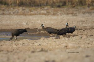 柬埔寨白肩黑鹮-柬之窗