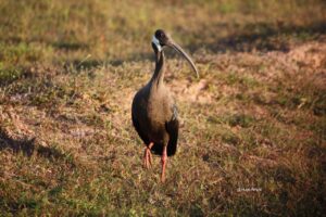 柬埔寨白肩黑鹮-柬之窗