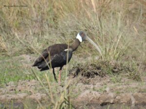 柬埔寨白肩黑鹮-柬之窗