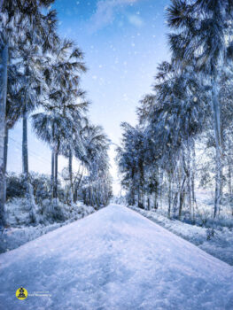 假如柬埔寨下雪,你想象过这样的场景吗?-柬之窗