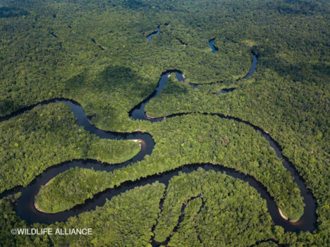 冷知识，柬埔寨拥有占国土面积41%的自然保护区-柬之窗