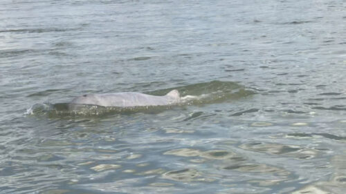 桔井省安隆彻迭最后一致河豚已死亡-柬之窗