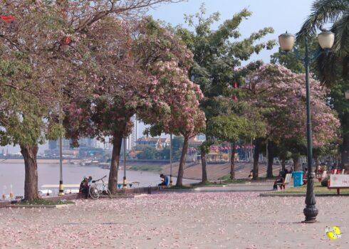 去打卡!金边皇宫河畔,樱花绽放-柬之窗