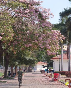 去打卡!金边皇宫河畔,樱花绽放-柬之窗