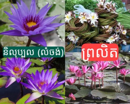 柬埔寨人都容易混淆的两种花的名称-柬之窗