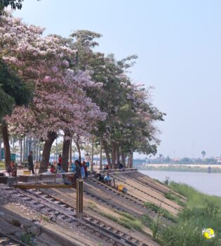 去打卡!金边皇宫河畔,樱花绽放-柬之窗
