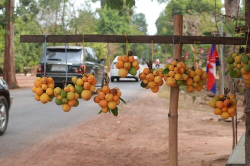 柬埔寨特有稀缺水果“Kuy” 开吃季节到了-柬之窗