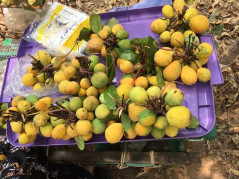 柬埔寨特有稀缺水果“Kuy” 开吃季节到了-柬之窗