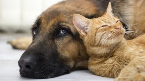 金边宠物店爱宠医院信息集合-柬之窗