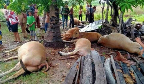 磅通省八头牛被闪电击毙-柬之窗