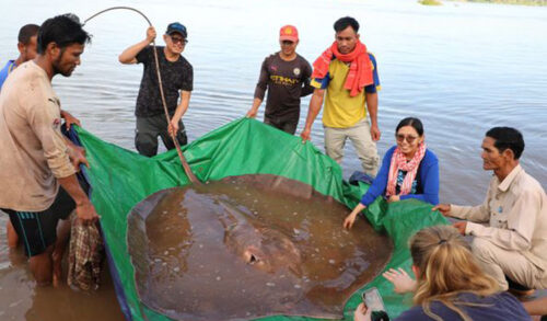 上丁省惊现巨型黄貂鱼-柬之窗
