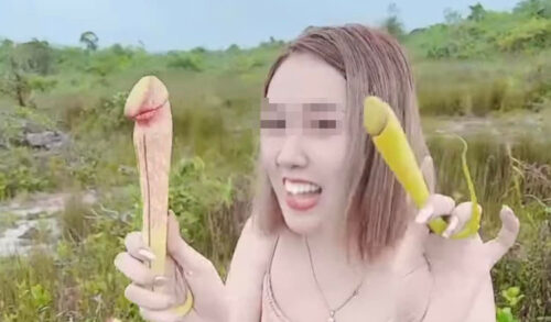 柬埔寨环境部：不要采摘稀有的食肉性​​猪笼草，很萌！-柬之窗