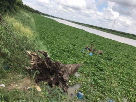 巴萨河500年树龄巨型桉树成功打捞上岸-柬之窗