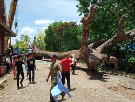 巴萨河500年树龄巨型桉树成功打捞上岸-柬之窗