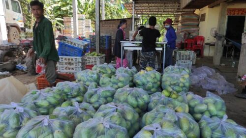 马德望"高乐密"芒果今年价格低找不到市场-柬之窗