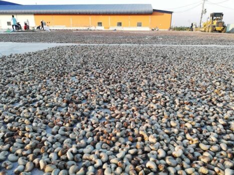 柬埔寨干腰果目前价格1300-1500美元/吨-柬之窗