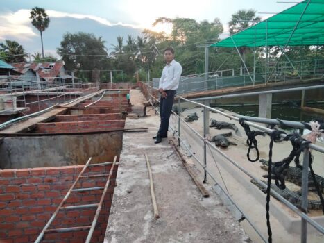 柬埔寨鳄鱼养殖萧条,鳄鱼苗从10美金掉到0.5美元-柬之窗