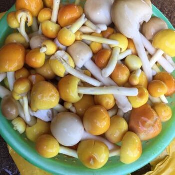 又到吃蘑菇的季节了，岂能错过上丁省的野蘑菇-柬之窗