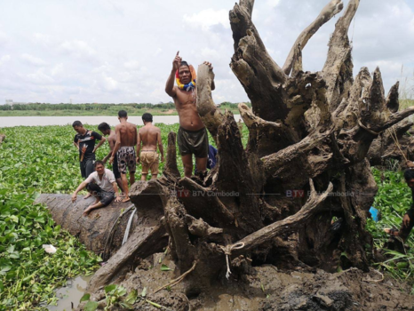 巴萨河500年树龄巨型桉树成功打捞上岸-柬之窗