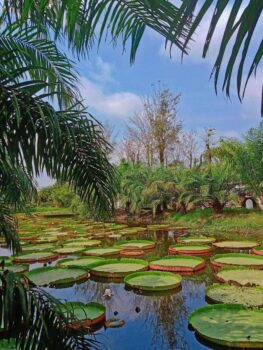 亚马逊度假村-柬之窗