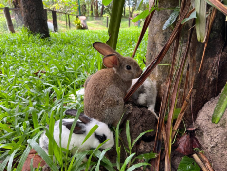 吴哥植物园将免费开放一个月-柬之窗