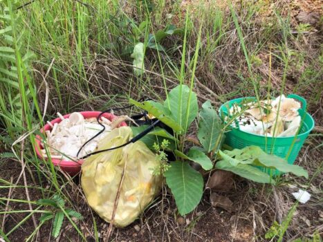又到吃蘑菇的季节了，岂能错过上丁省的野蘑菇-柬之窗