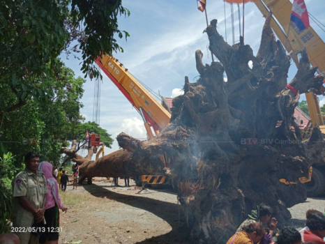 巴萨河500年树龄巨型桉树成功打捞上岸-柬之窗