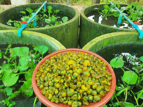 柬埔寨农业-金田螺易养殖销量好-柬之窗