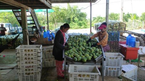 马德望"高乐密"芒果今年价格低找不到市场-柬之窗