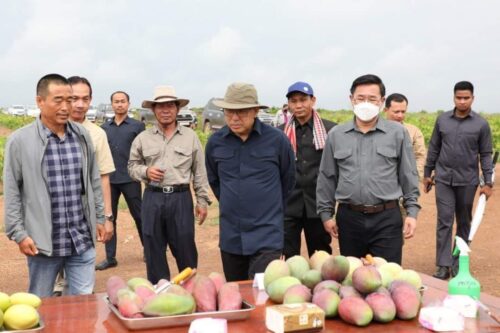 绿海已累计投资7000万美元芒果出口中国-柬之窗