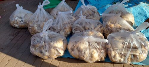 又到吃蘑菇的季节了，岂能错过上丁省的野蘑菇-柬之窗