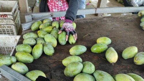 马德望"高乐密"芒果今年价格低找不到市场-柬之窗