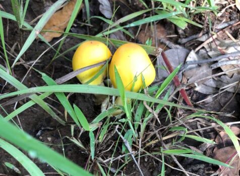 又到吃蘑菇的季节了，岂能错过上丁省的野蘑菇-柬之窗