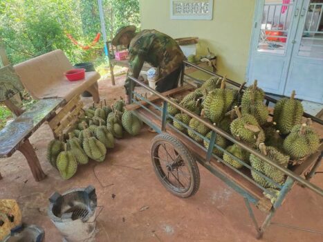 柬埔寨以美味榴莲闻名的5个省份-柬之窗