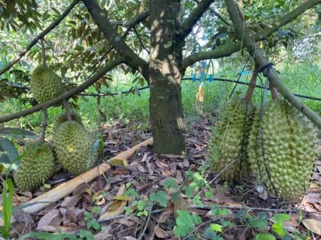 柬埔寨以美味榴莲闻名的5个省份-柬之窗