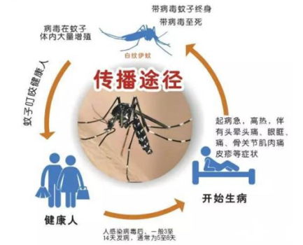 警惕！柬埔寨今年登革热病例已超过1000例-柬之窗