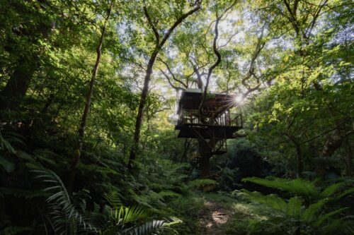 日资计划在荔枝山建豪华树屋酒店-柬之窗