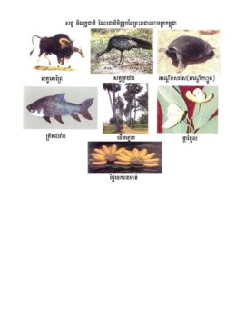 柬埔寨王国国家象征的动植物物种清单-柬之窗